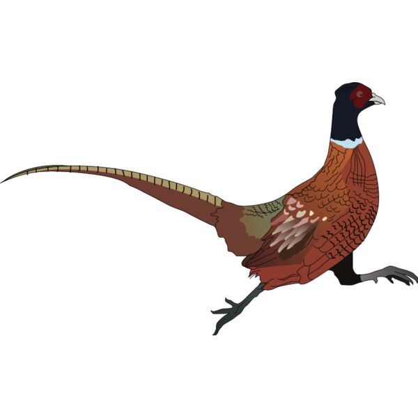 PG50745 Miniaturansicht