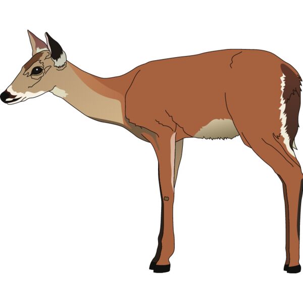 PG50669 Miniaturansicht