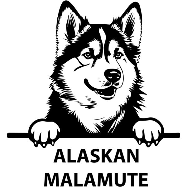 alaskan malamute  Miniaturansicht