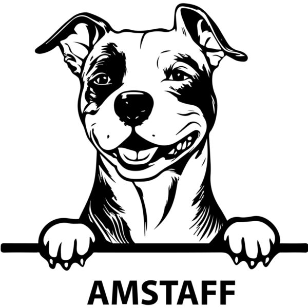 amstaff 1  Miniaturansicht