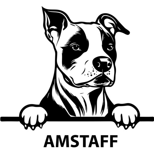 amstaff  Miniaturansicht