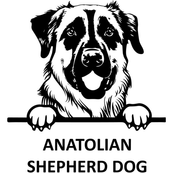 ANATOLIAN SHEPHERD DOG  Miniaturansicht