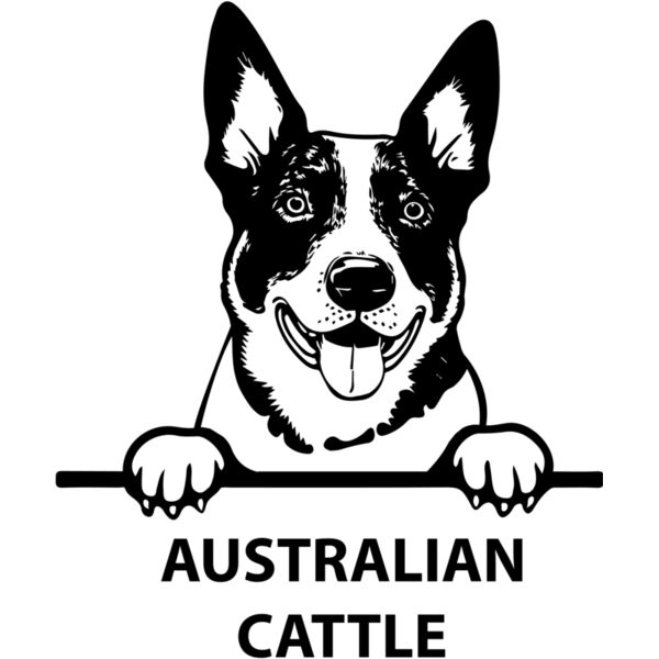 australian cattle  Miniaturansicht