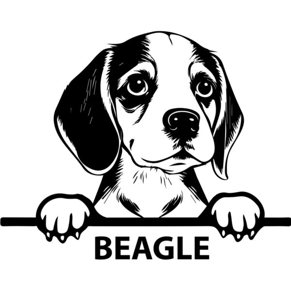beagle 1  Miniaturansicht