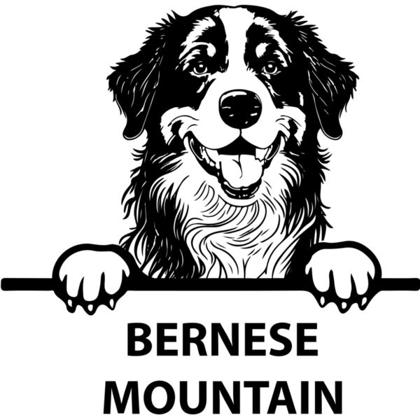 bernese mountain  Miniaturansicht