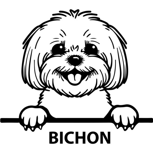bichon  Miniaturansicht