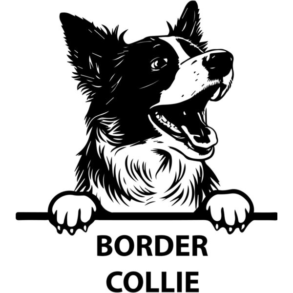 border collie 1  Miniaturansicht