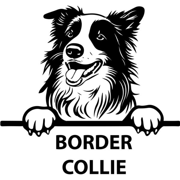 border collie  Miniaturansicht