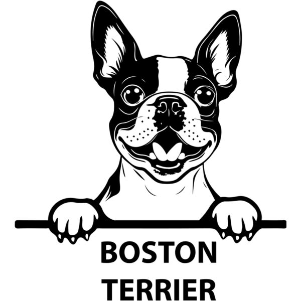 boston terrier  Miniaturansicht