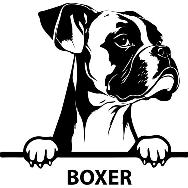 boxer  Miniaturansicht