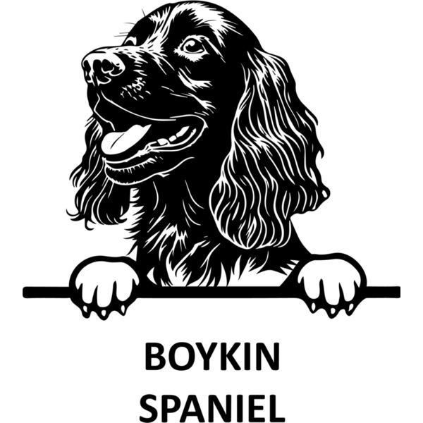BOYKIN SPANIEL 1  Miniaturansicht