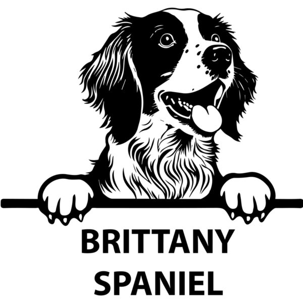 brittany spaniel  Miniaturansicht