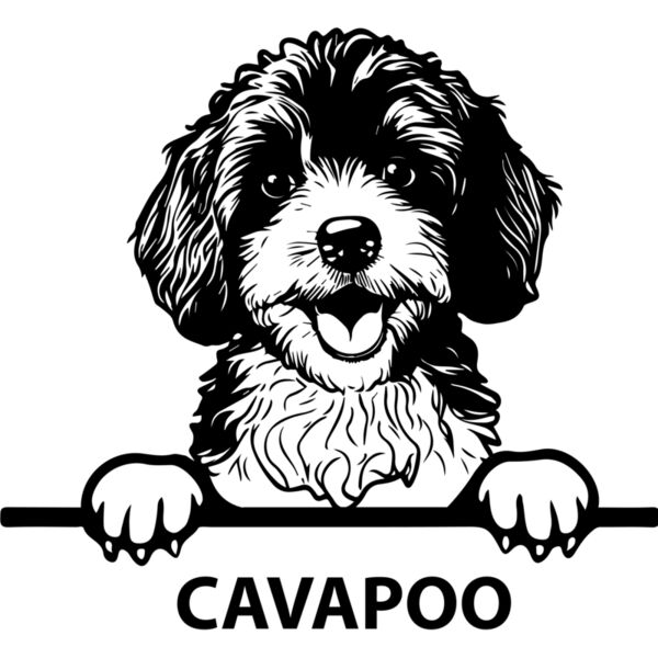 cavapoo  Miniaturansicht