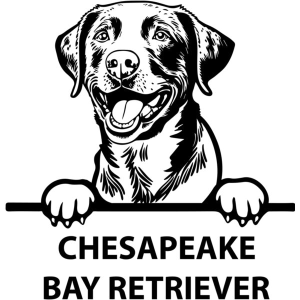 chesapeake bay retriever  Miniaturansicht