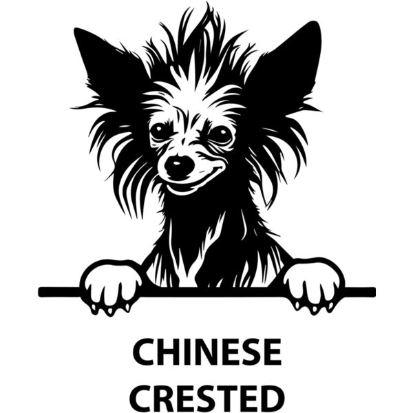 chinese crested  Miniaturansicht
