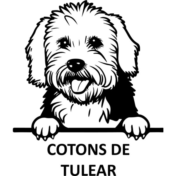 COTONS DE TULEAR  Miniaturansicht