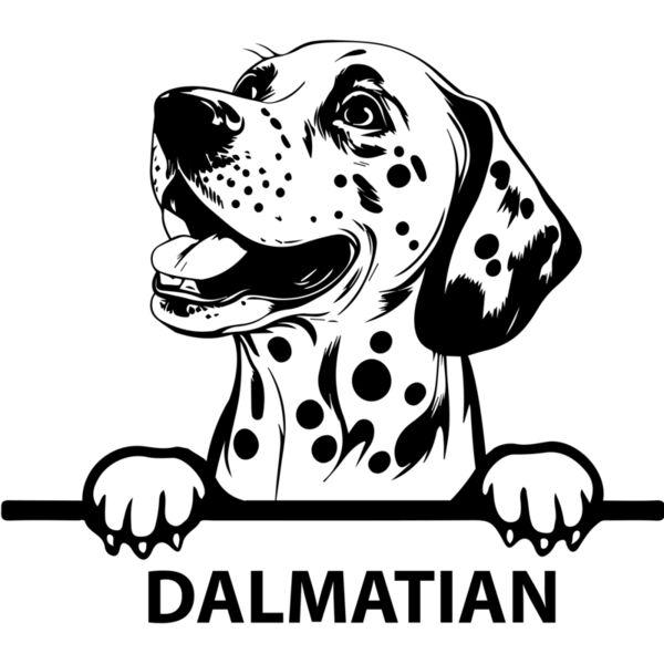 dalmatian  Miniaturansicht