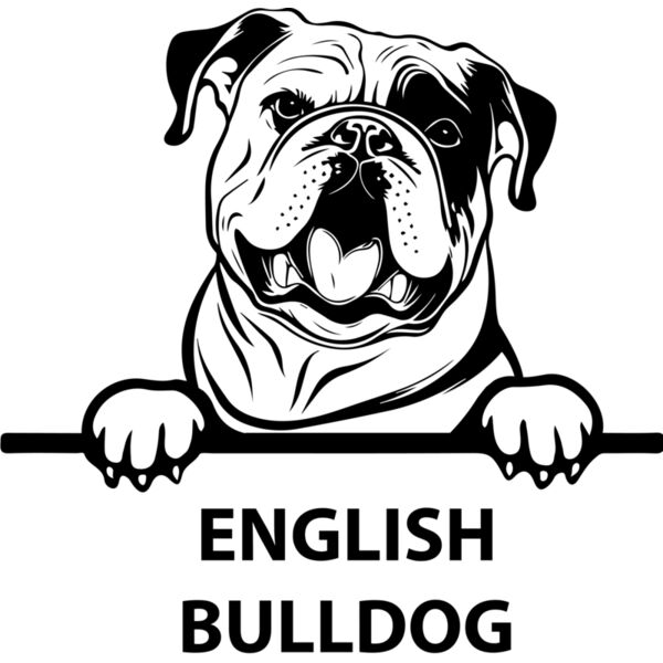 english bulldog  Miniaturansicht
