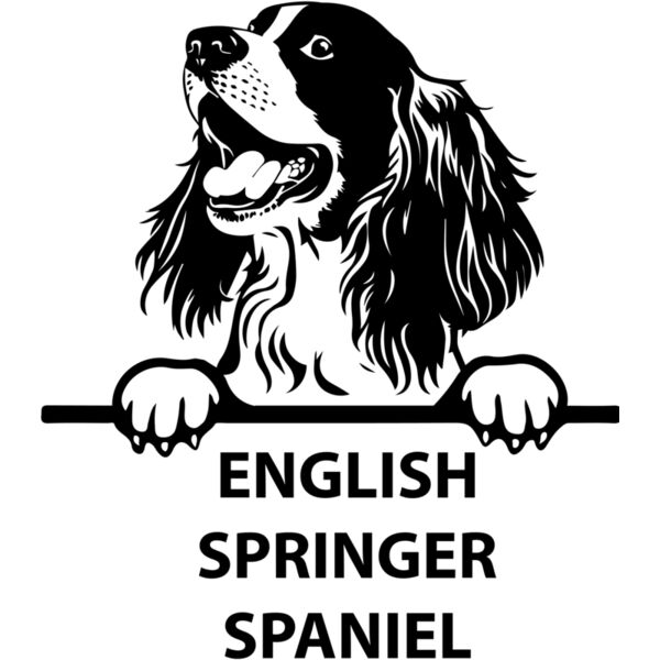 english springer spaniel  Miniaturansicht