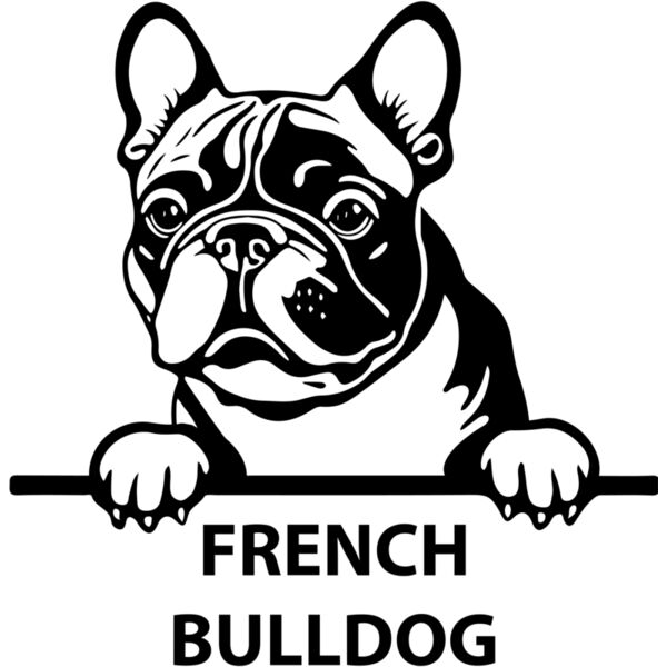 french bulldog 1  Miniaturansicht