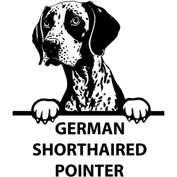 german shorthaired pointer 1  Miniaturansicht