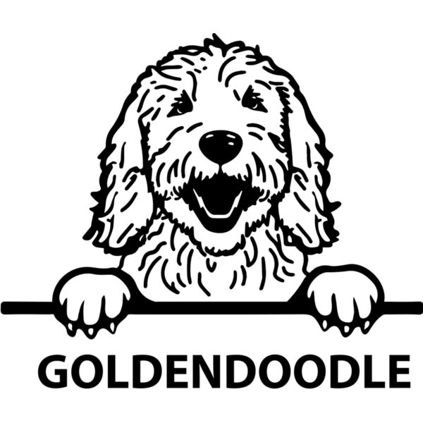 goldendoodle  Miniaturansicht