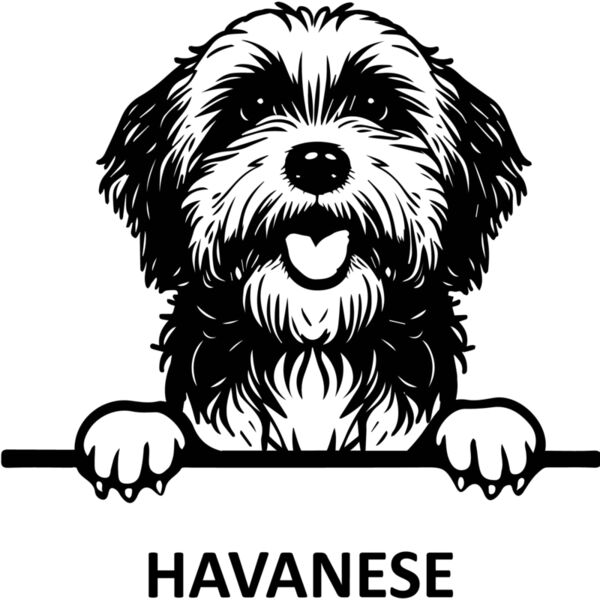 Havanese  Miniaturansicht