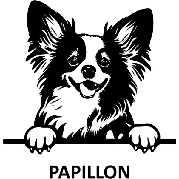 Papillon  Miniaturansicht