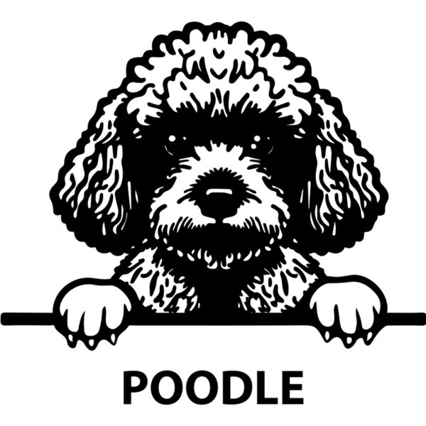 poodle  Miniaturansicht