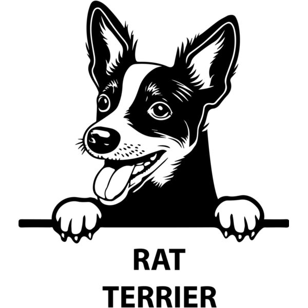 rat terrier  Miniaturansicht