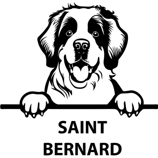 saint bernard  Miniaturansicht